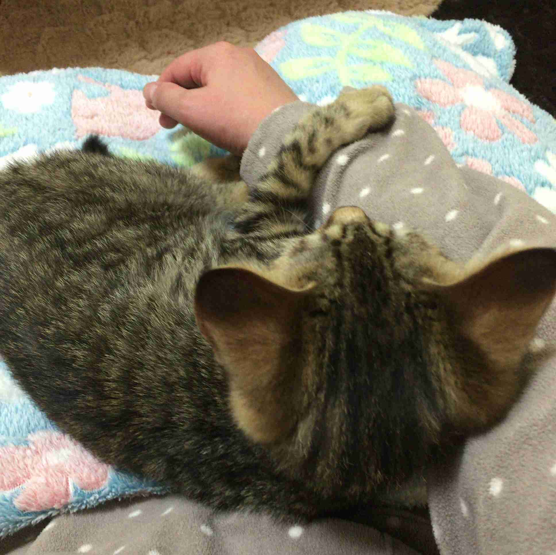 動物のかわいい後頭部画像ください