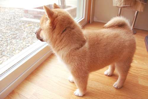 動物のかわいい後頭部画像ください