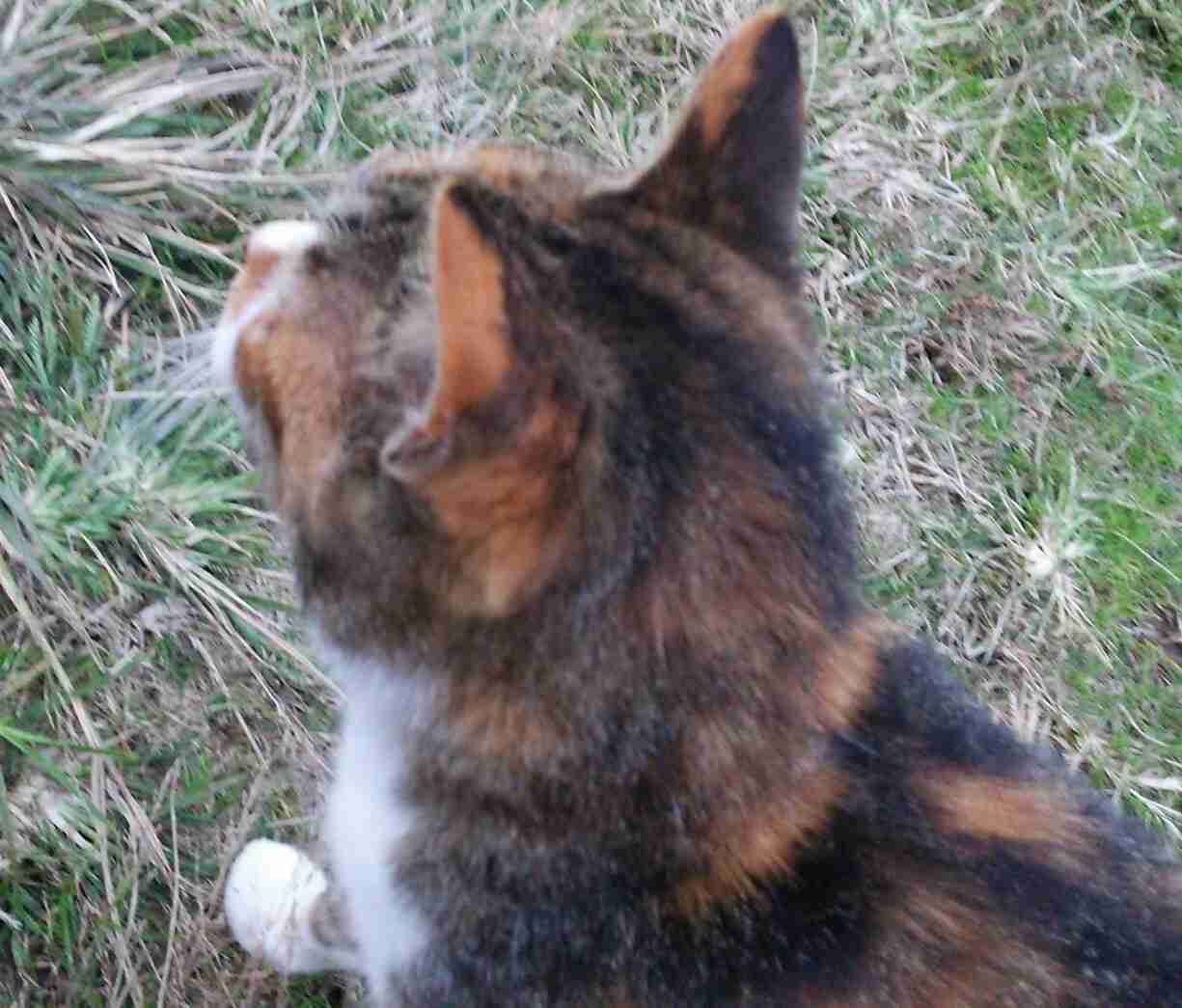 動物のかわいい後頭部画像ください