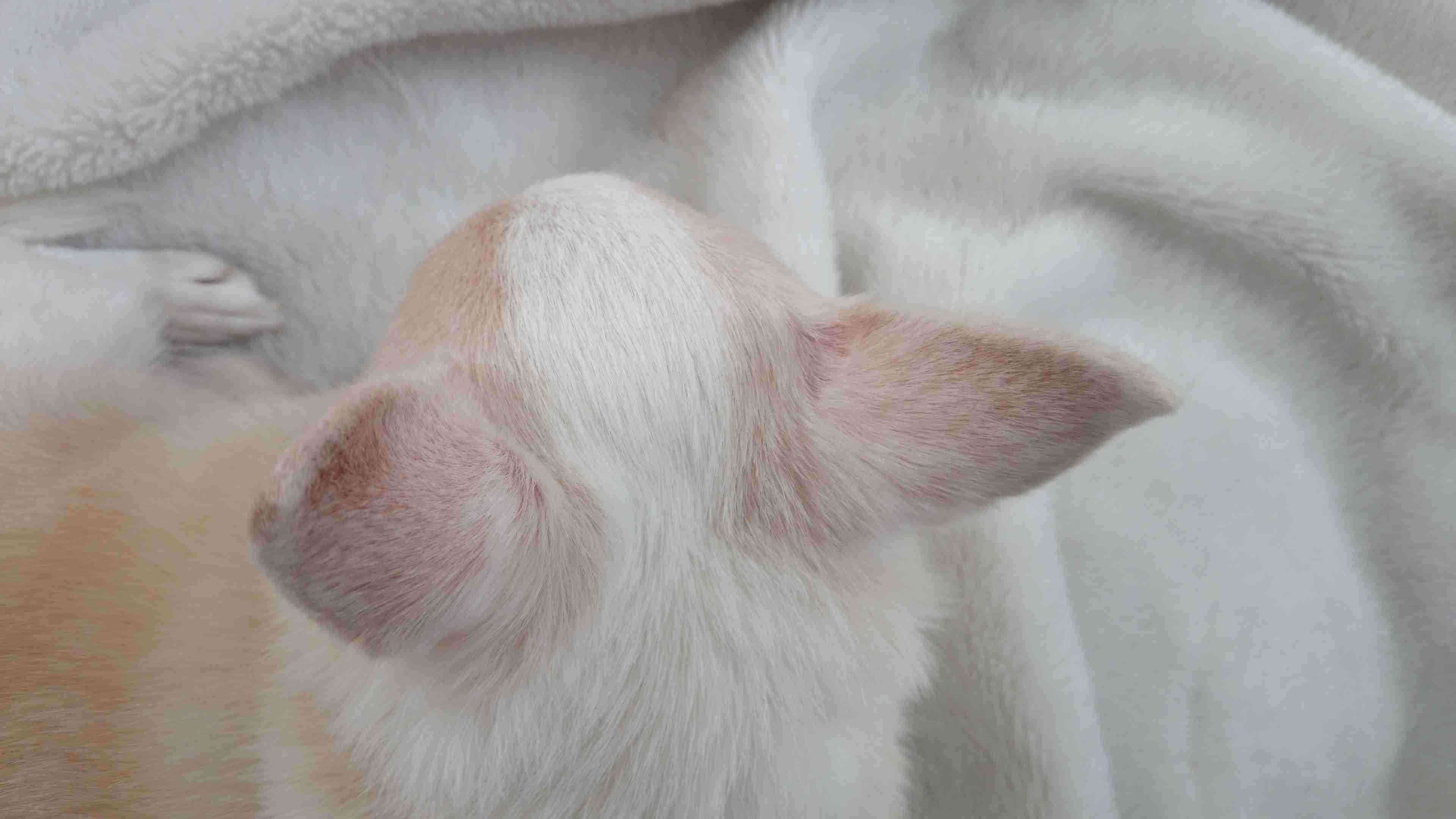 動物のかわいい後頭部画像ください