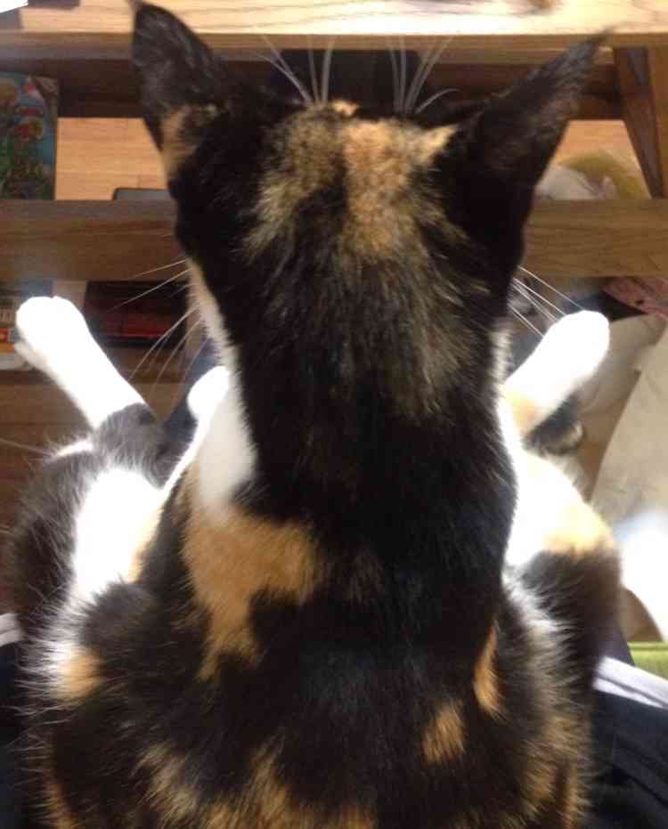 動物のかわいい後頭部画像ください