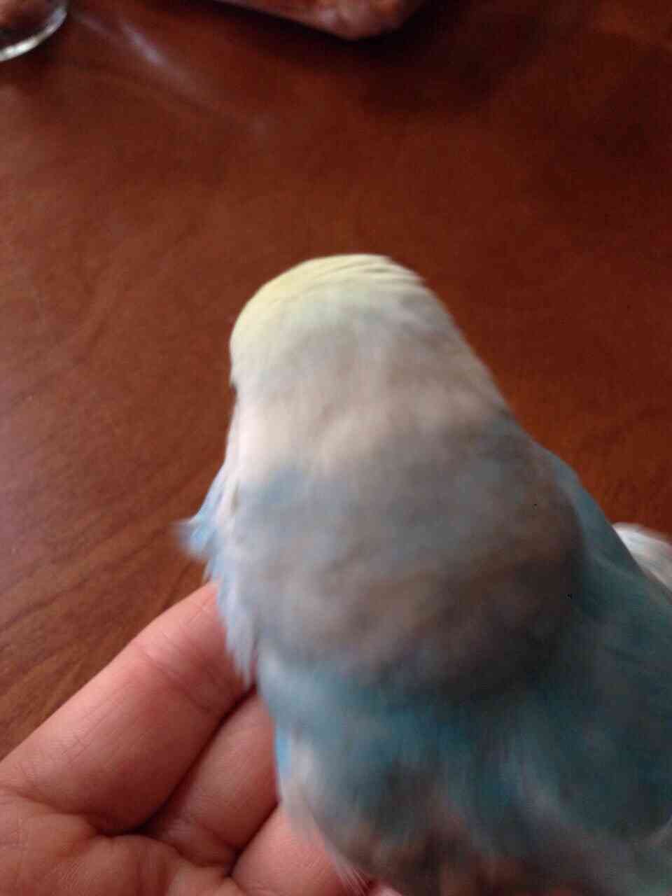 動物のかわいい後頭部画像ください