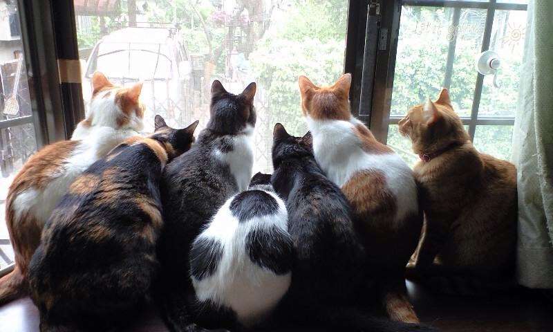 動物のかわいい後頭部画像ください
