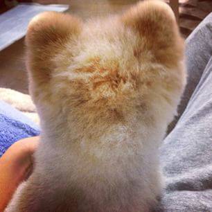 動物のかわいい後頭部画像ください