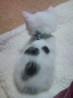 動物のかわいい後頭部画像ください