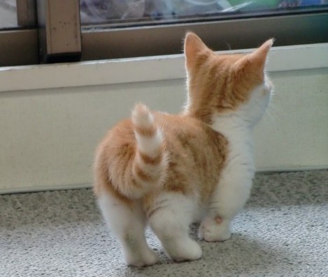 動物のかわいい後頭部画像ください