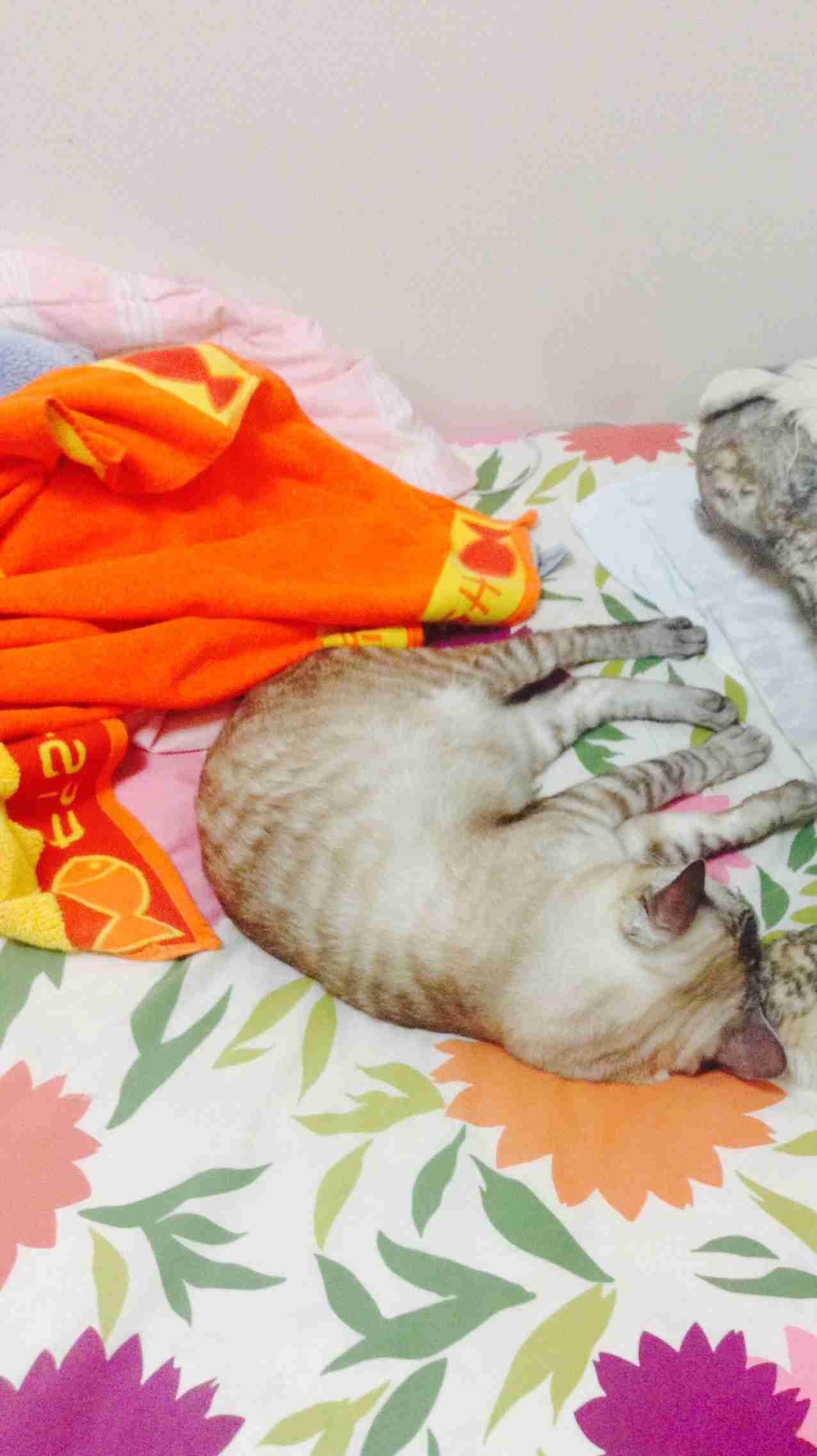 動物のかわいい後頭部画像ください