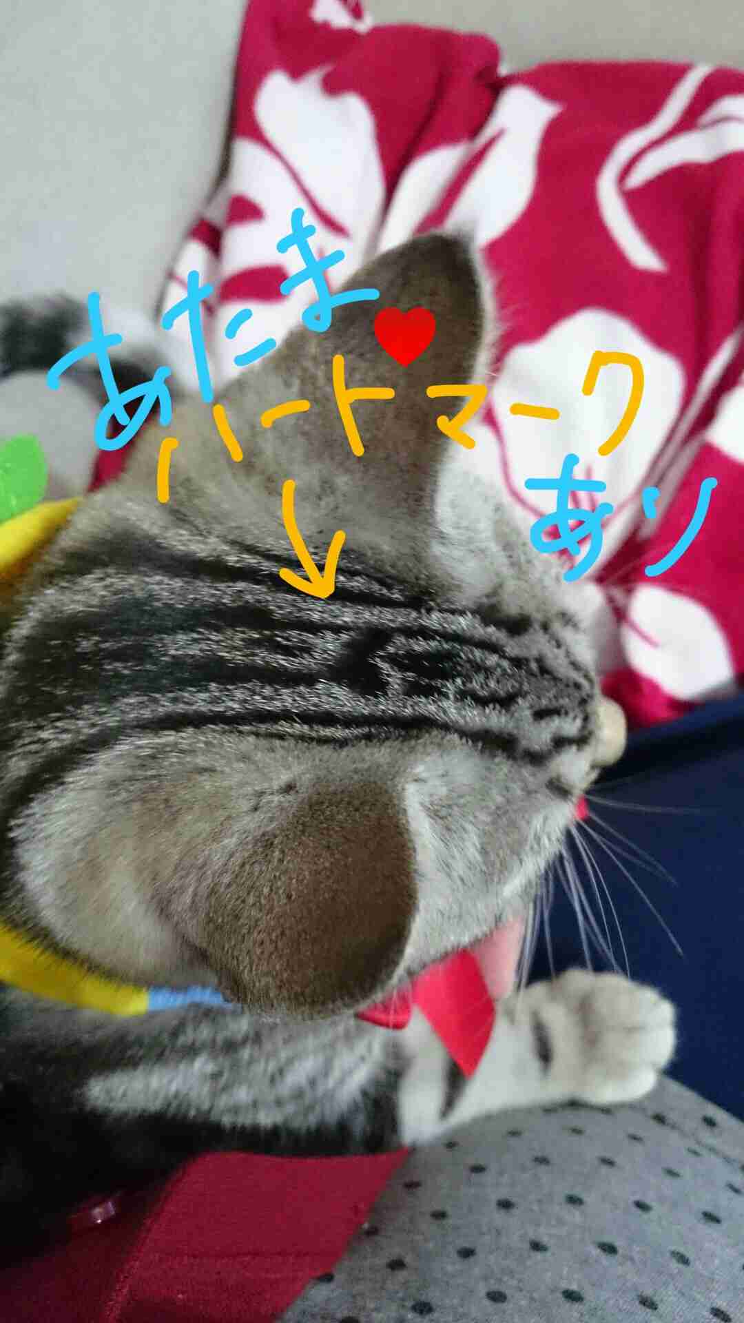 動物のかわいい後頭部画像ください