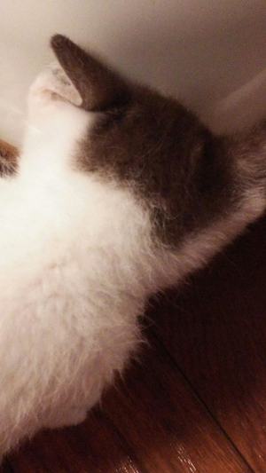 動物のかわいい後頭部画像ください