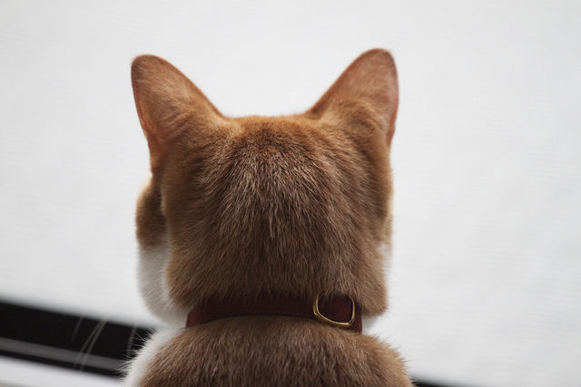 動物のかわいい後頭部画像ください