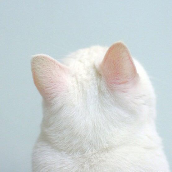 動物のかわいい後頭部画像ください
