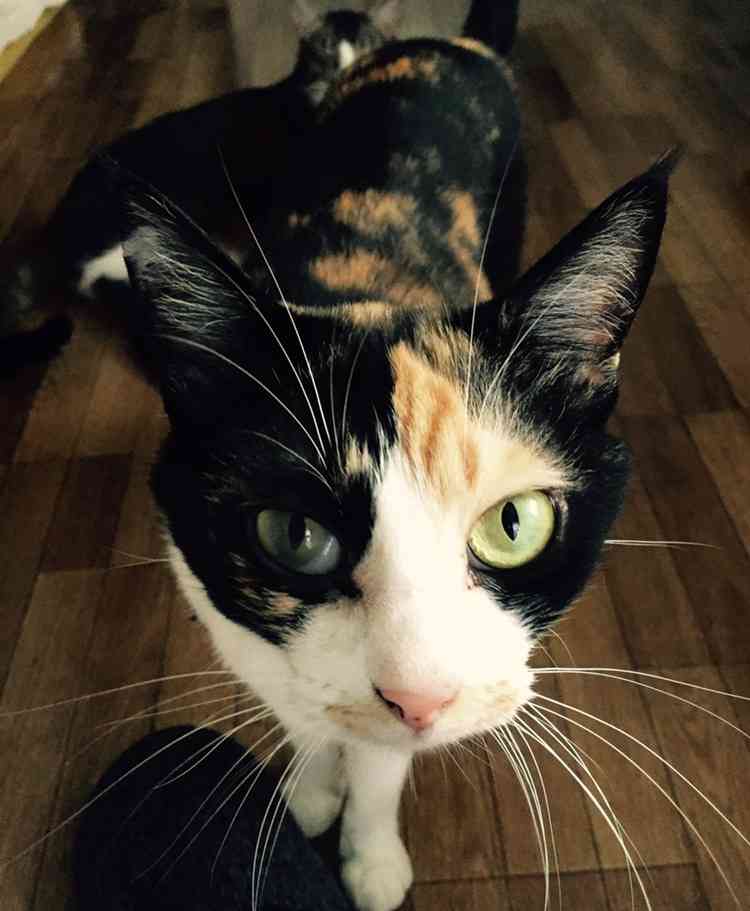 動物のかわいい後頭部画像ください