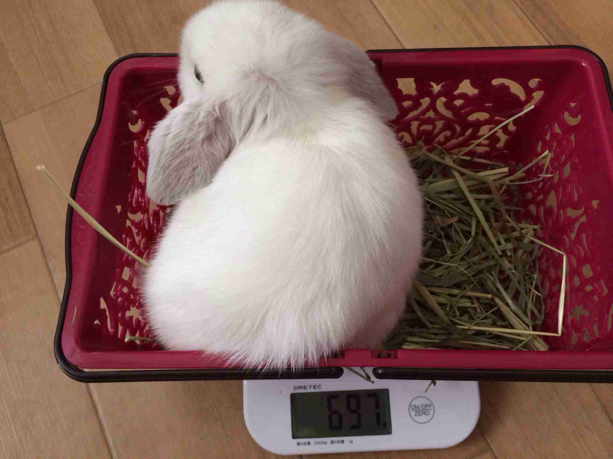 動物のかわいい後頭部画像ください