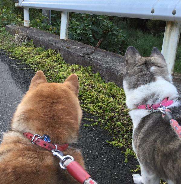 動物のかわいい後頭部画像ください