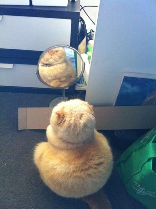 動物のかわいい後頭部画像ください