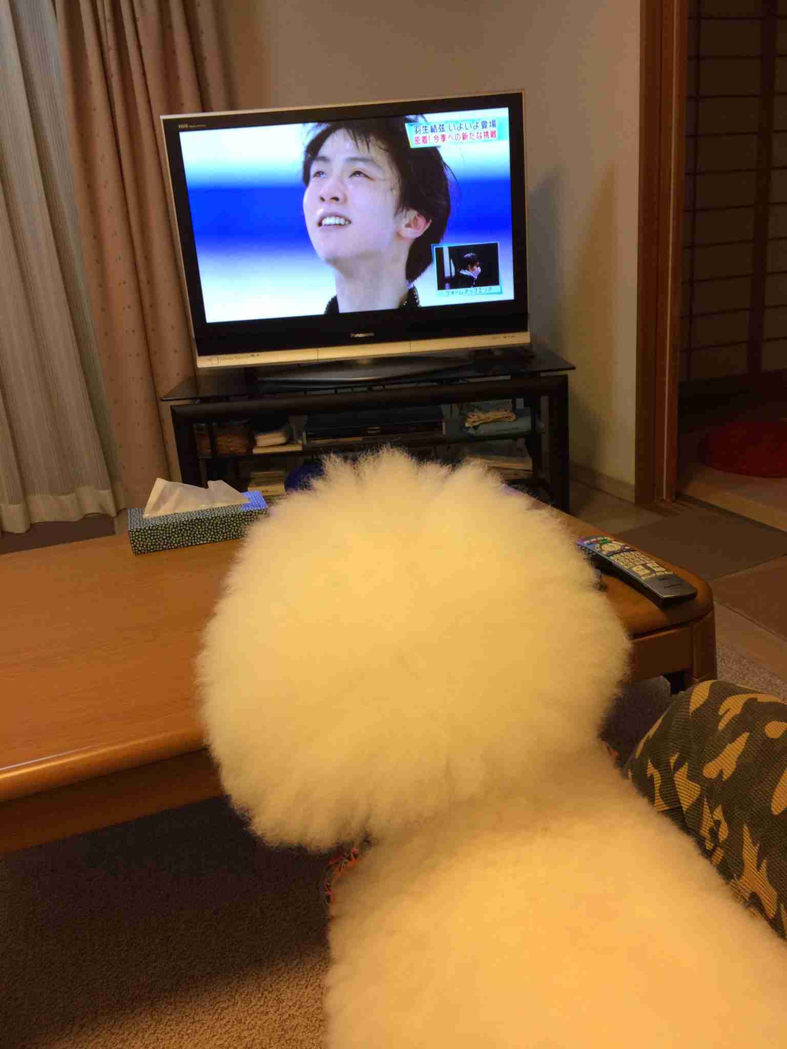 動物のかわいい後頭部画像ください