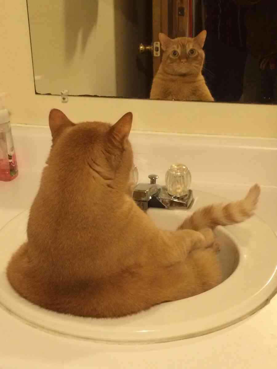 動物のかわいい後頭部画像ください