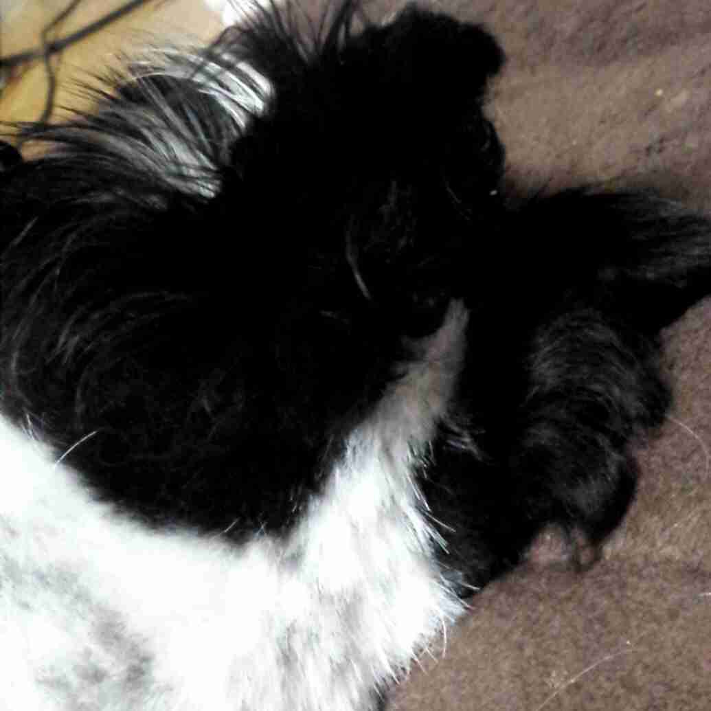 動物のかわいい後頭部画像ください