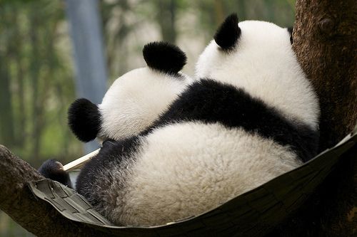 動物のかわいい後頭部画像ください