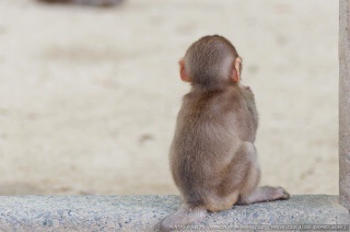 動物のかわいい後頭部画像ください