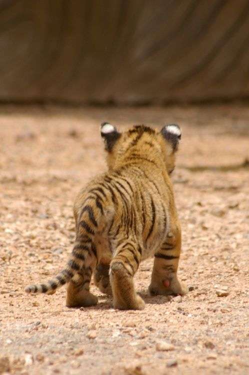 動物のかわいい後頭部画像ください