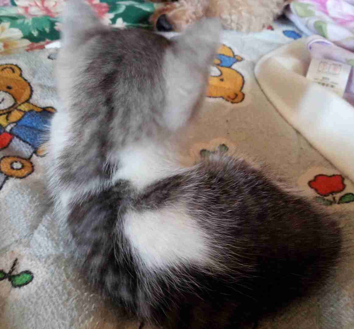 動物のかわいい後頭部画像ください