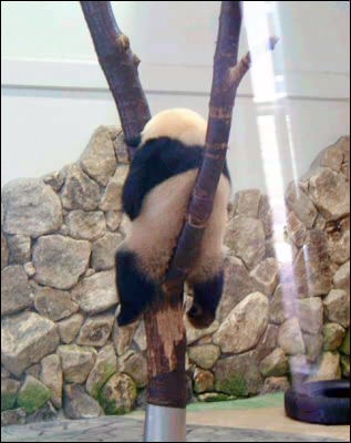動物のかわいい後頭部画像ください