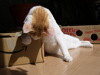 夜抜きダイエット