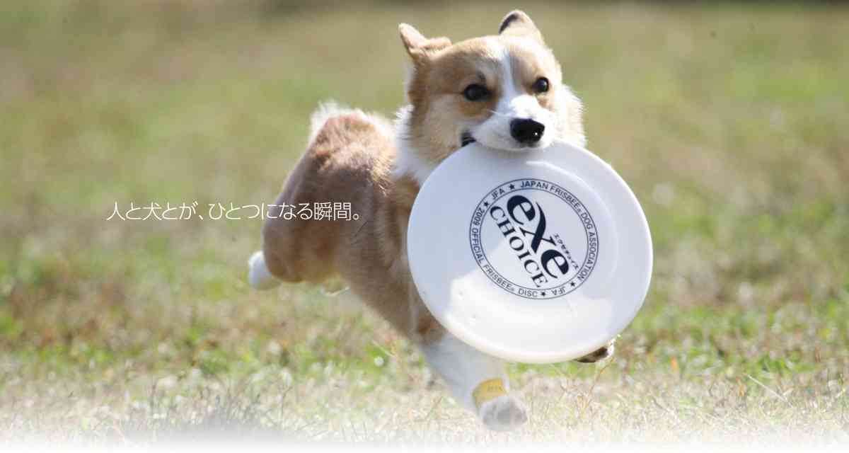 色々なものが飛んでる画像を貼るトピ