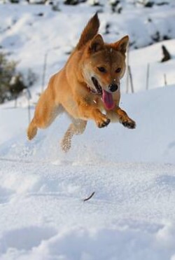 色々なものが飛んでる画像を貼るトピ