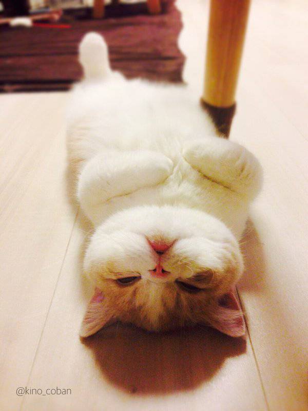 ガルちゃん娯楽室