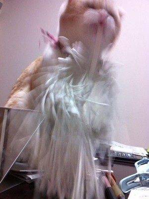 見たら叱りたくなる画像を貼るトピ