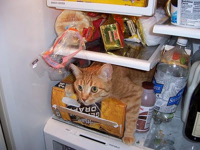 見たら叱りたくなる画像を貼るトピ
