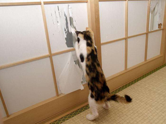 見たら叱りたくなる画像を貼るトピ