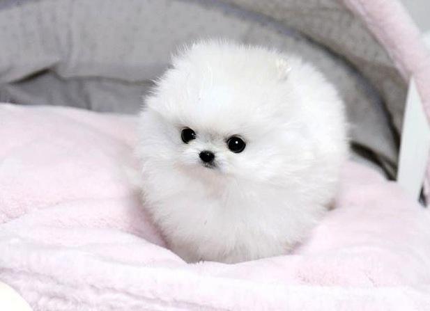 【画像】白くて丸くて可愛いもの