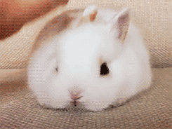 【画像】白くて丸くて可愛いもの