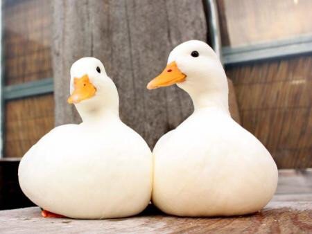鳥が好きな人!