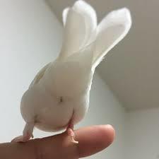 鳥が好きな人!