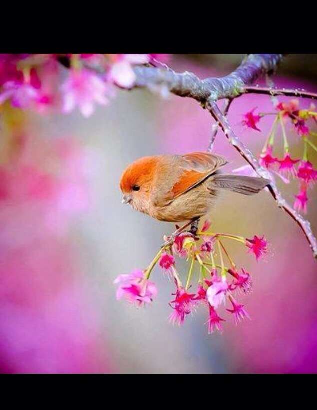 鳥が好きな人!