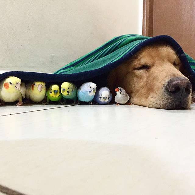 鳥が好きな人!