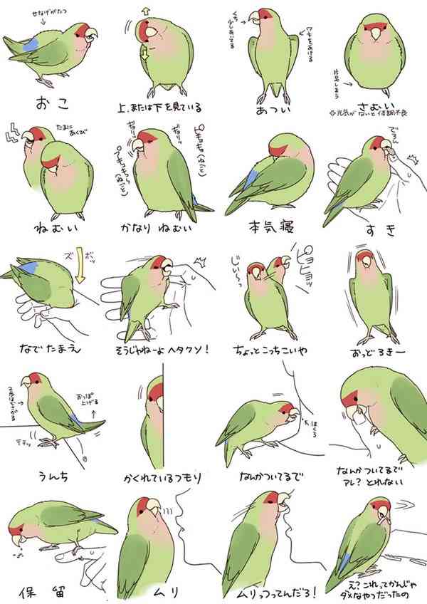 鳥が好きな人!