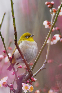鳥が好きな人!