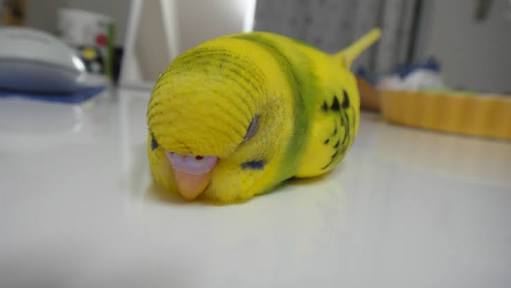 鳥が好きな人!