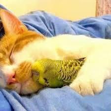 鳥が好きな人!