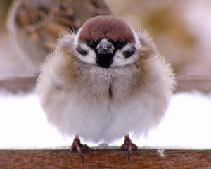 鳥が好きな人!