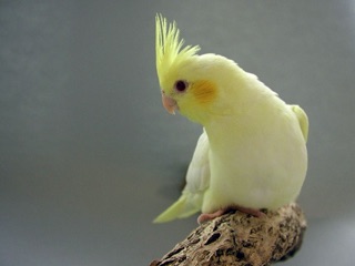 鳥が好きな人!