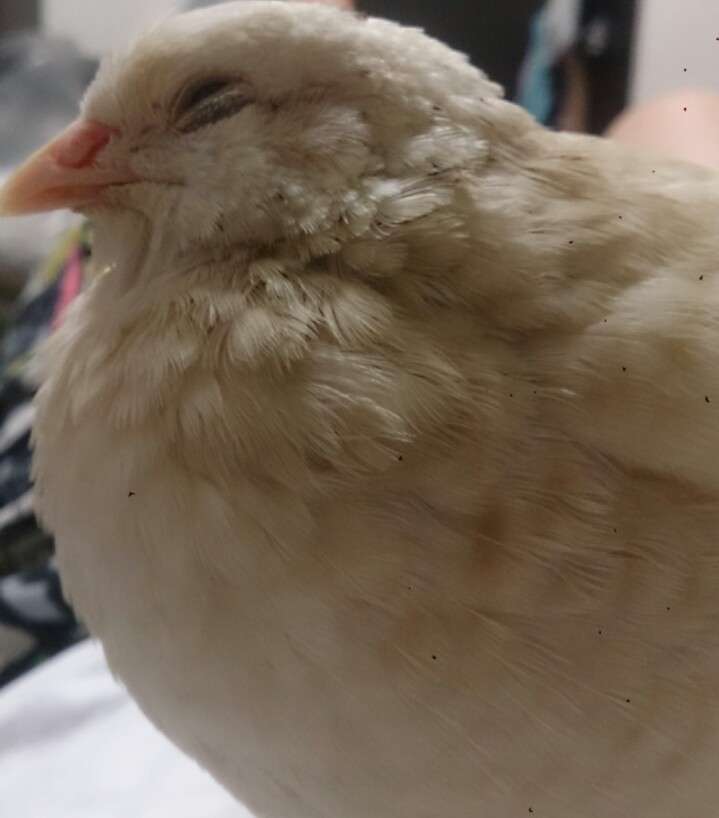 鳥が好きな人!