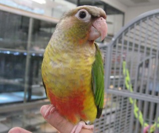 鳥が好きな人!