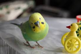 鳥が好きな人!