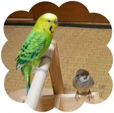 鳥が好きな人!
